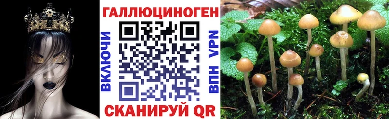 дарнет шоп  Ветлуга  KRAKEN онион  Псилоцибиновые грибы прущие грибы 